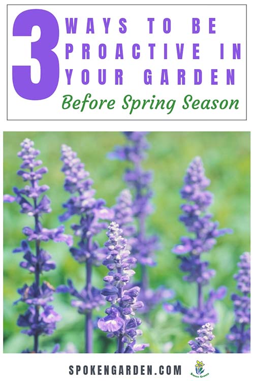 Blooming purple lavender flowers in a field surrounded by framing and text on 3 proven ways to be proactive in your garden.