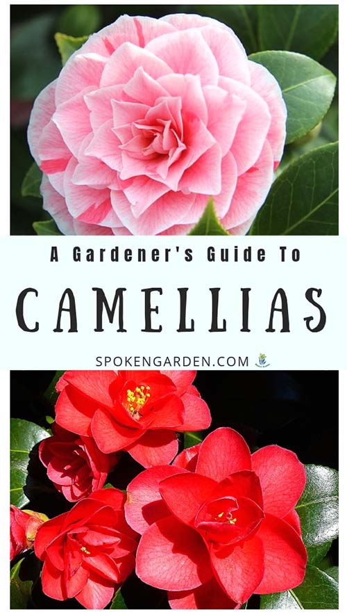 Camellia Plant Profile by Spoken Garden