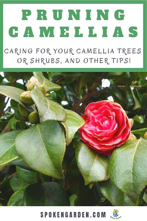 A beautiful camellia bush is an example of a camellia that needs pruning in Spoken Garden's diy garden podcast ep. 49