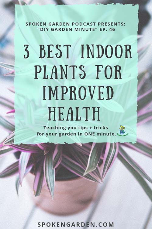 best indoor plants podcast by spoken garden