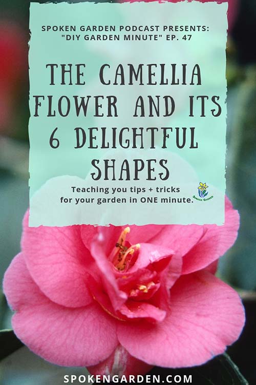 Camellia flower and its 6 shapes by Spoken Garden