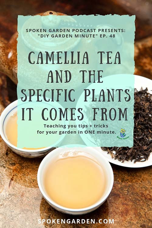 Two tea cups produced from Camellia tea leaves are discussed in Spoken Garden's podcast
