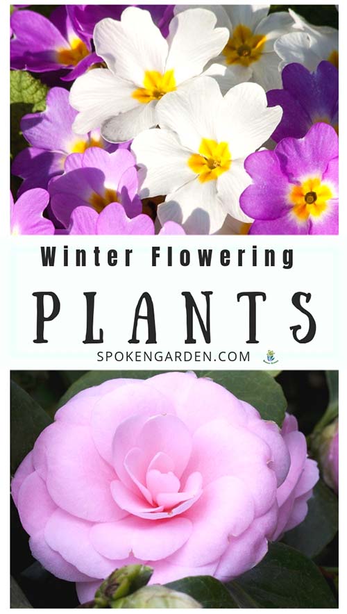 Primrose and Camellia are featured winter flowering plants in Spoken Garden's DIY Garden Minute Ep 50