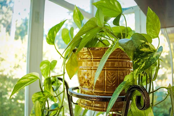 Best Indoor house plant post by Spoken Garden