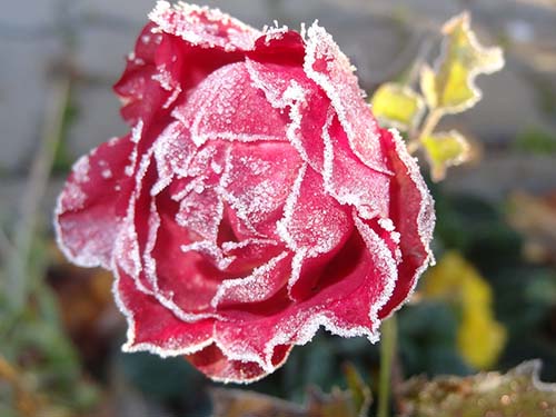 Winter fertilizer is needed for this frozen rose as discussed in Spoken Garden's podcast