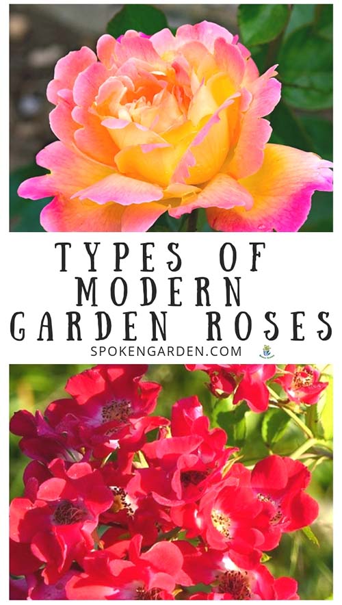 Orangish-Pink single Rose and Red Rose shrub with text overlay in Spoken Garden's podcast advertisement