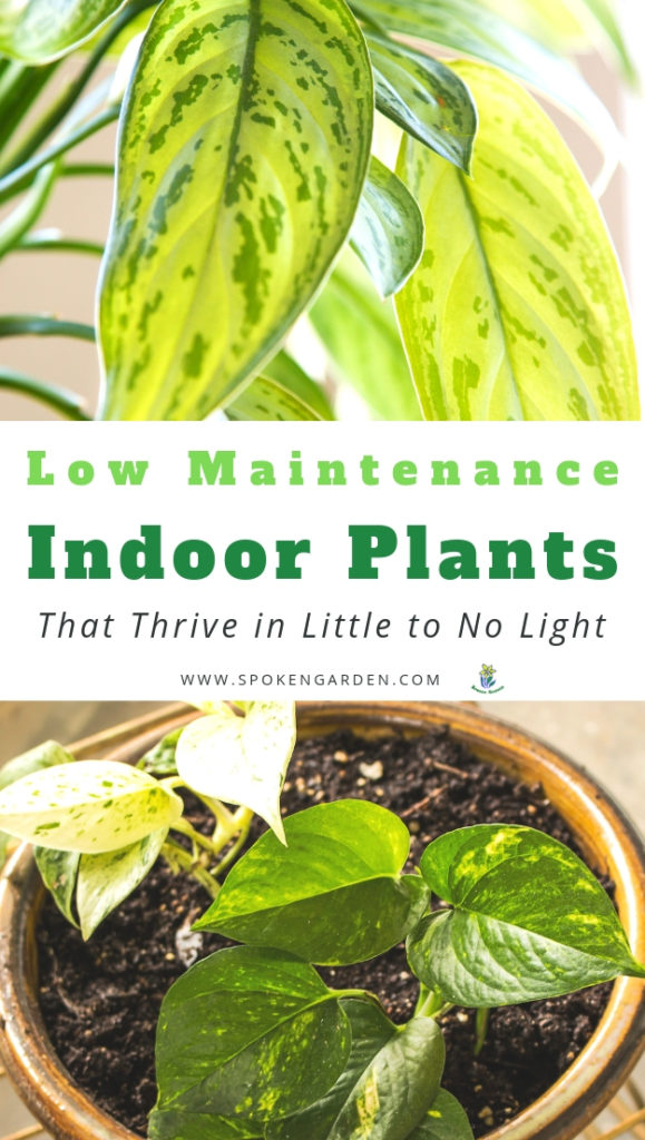 Examples of low maintenance indoor plants with large green leaves with text overlay in Spoken Garden's podcast advertisement
