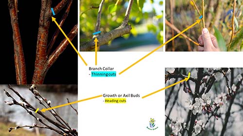 5 images of tree branches and shrubs with text explaining types of pruning cuts