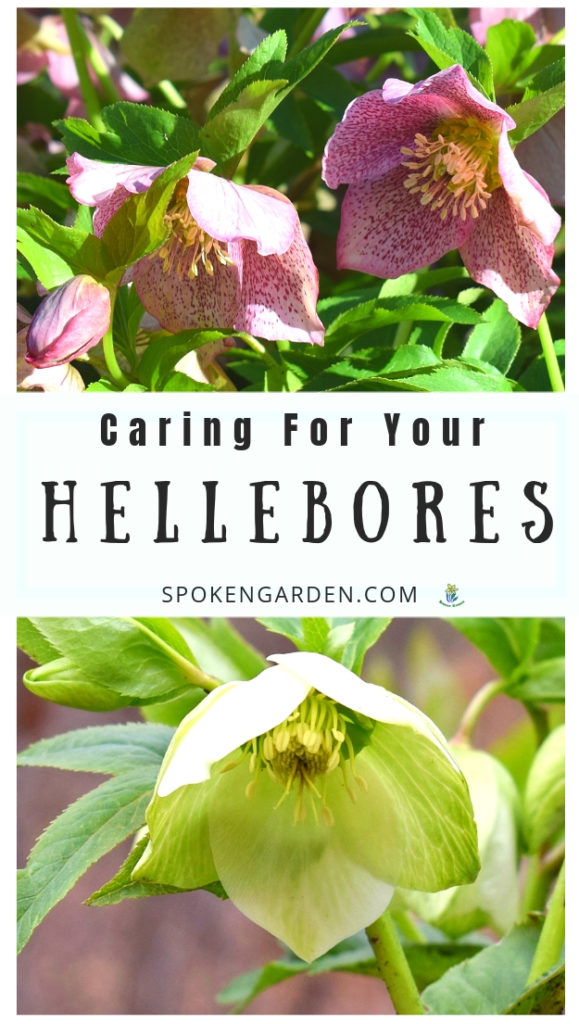 Pink and white Hellebores pictured on Spoken Garden's podcast advertisement 