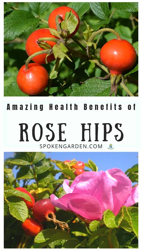 Red rose hips with text overlay in Spoken Garden's podcast advertisement
