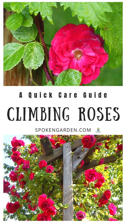 Red Climbing Roses with text overlay in Spoken Garden's podcast advertisement
