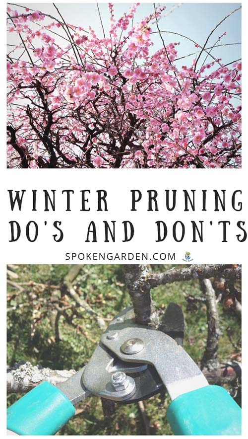 Late winter Cherry tree blossoms and pair of loppers with text overlay in Spoken Garden's podcast advertisement