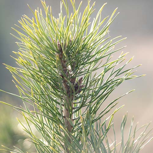 pine needles 2