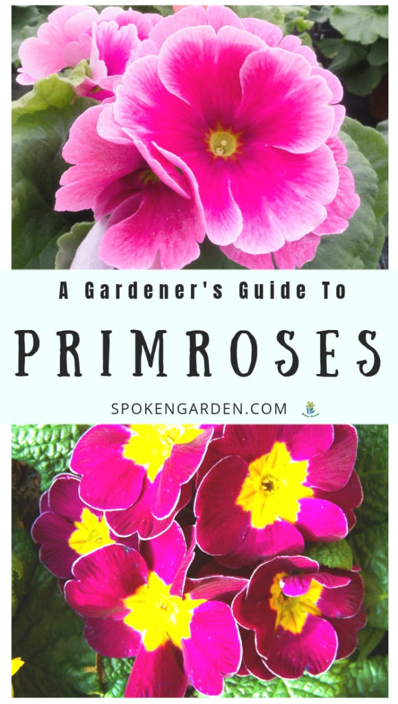 Bright pink Primrose plants and flowers with text overlay in Spoken Garden's podcast advertisement