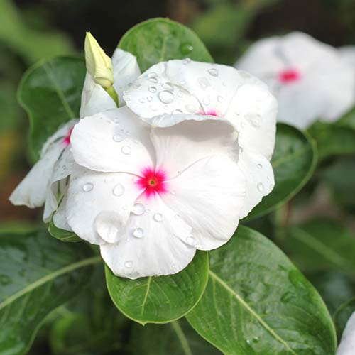 White flower of a Primrose plant in Spoken Garden's Primrose plant post
