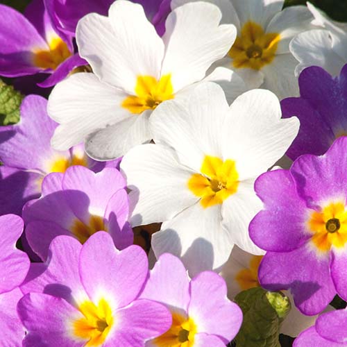 Purple and white Primroses from the Primula genus in Spoken Garden's DIY garden minute podcast