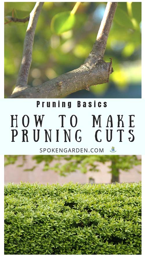 A tree branch and a shrub both in need of pruning cuts with text overlay in Spoken Garden's podcast advertisement