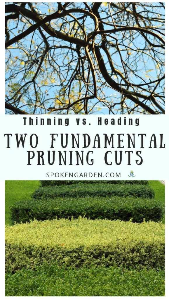 A tree and hedges that need pruning cuts with text overlay in Spoken Garden's podcast advertisement