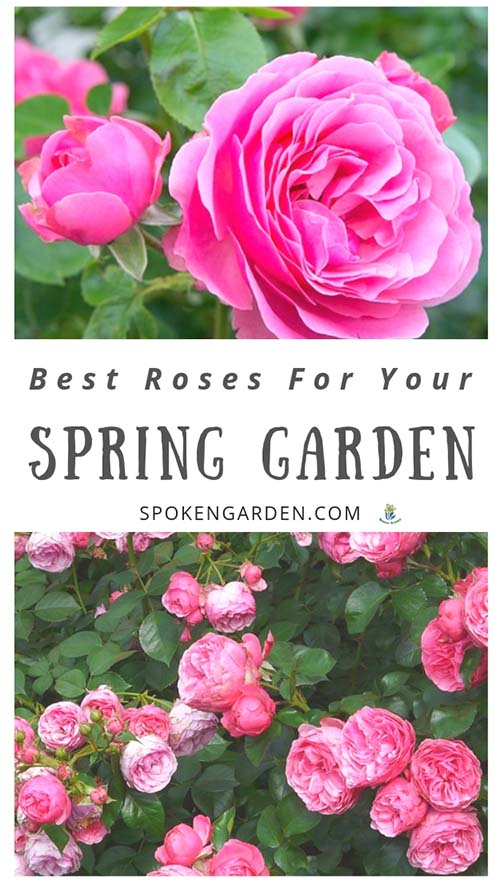Pink floribunda roses and a pink climbing rose plant with text overlay in Spoken Garden's 