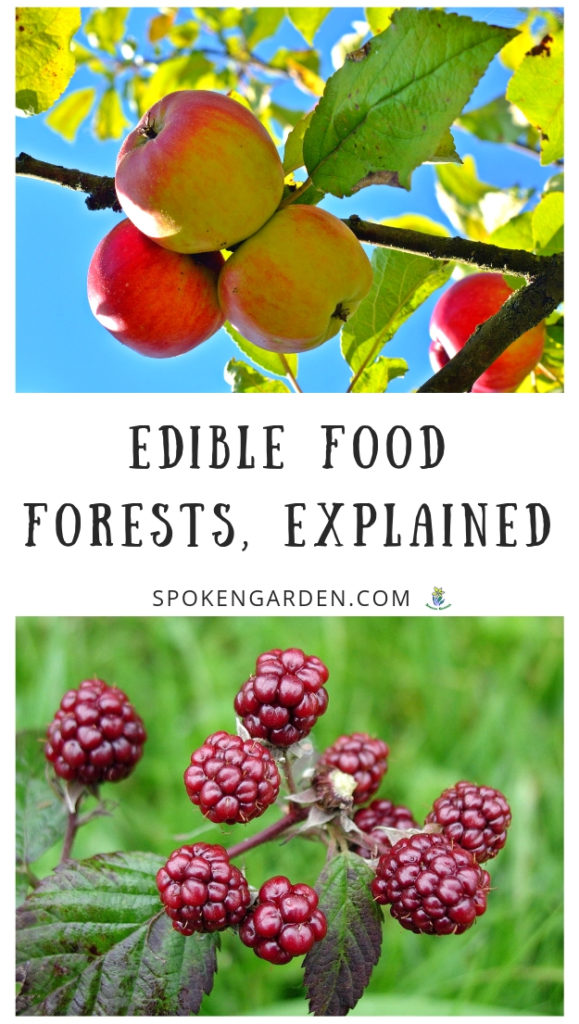 Fruit trees and berry-producing shrubswith text overlay in Spoken Garden's podcast advertisement