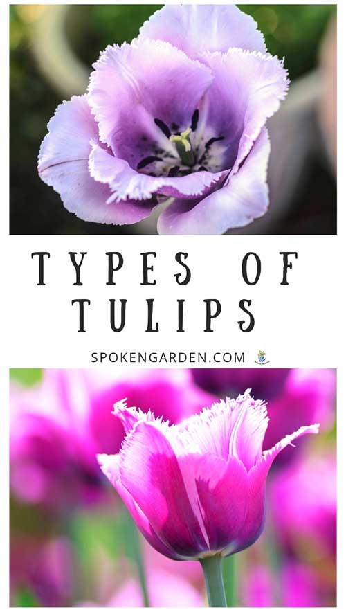 2 Purple types of tulips with text overlay in Spoken Garden's podcast advertisement