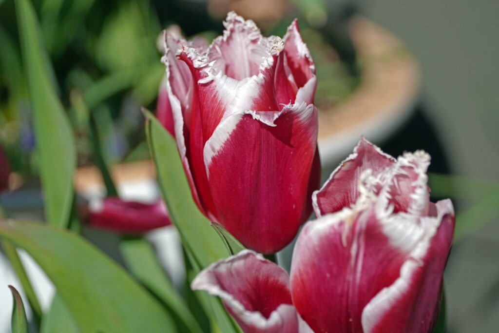 Tulip Flower
