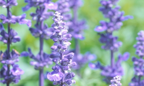 Purple lavender used for poractive gardening 