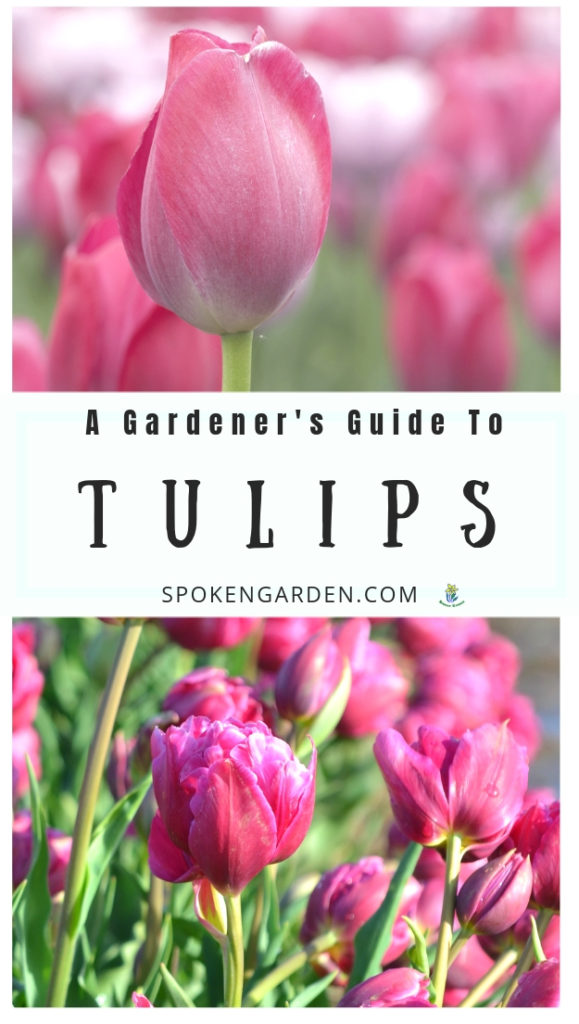 Pink tulip flowers with text overlay in Spoken Garden's post advertisement