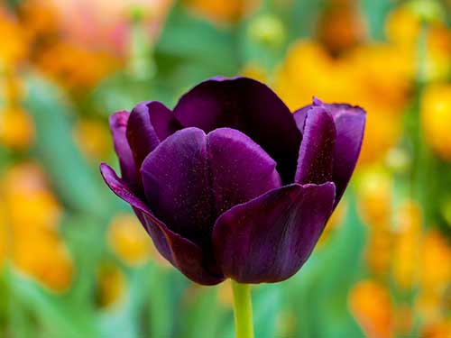 Tulip flower colors