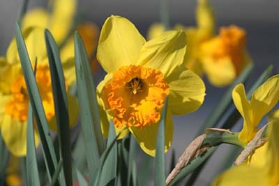 daffodil care