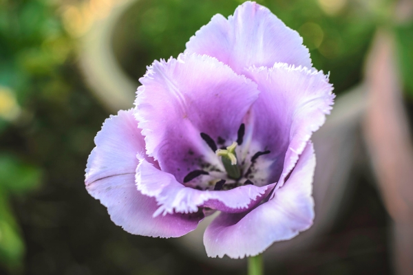 purple tulip in Spoken Garden's DIY garden minute podcast