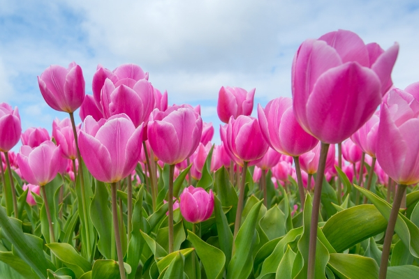 Pink tulip flowers advertised in Spoken Garden's Tulip plant profile.