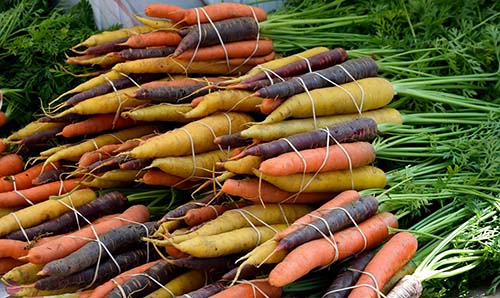 Colorful medley of home-grown carrots from organic seeds