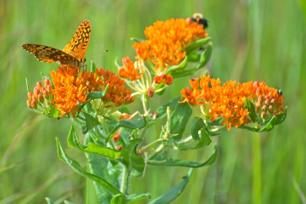 Orange Butterfly Milkweed flowers and butterflies advertised in Spoken Garden's plant profile post.