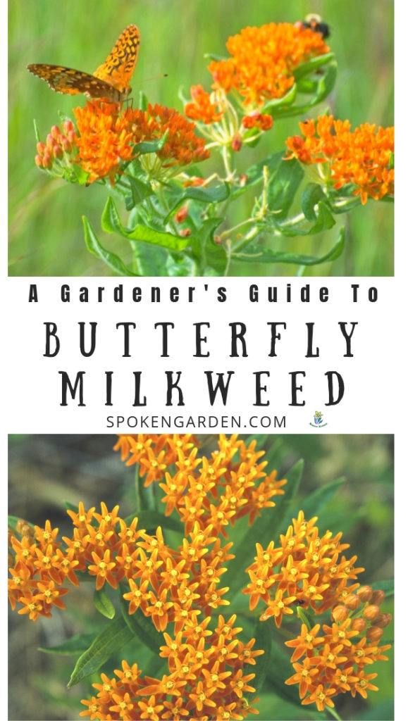 Orange Butterfly Milkweed flowers advertised in Spoken Garden's plant profile post.