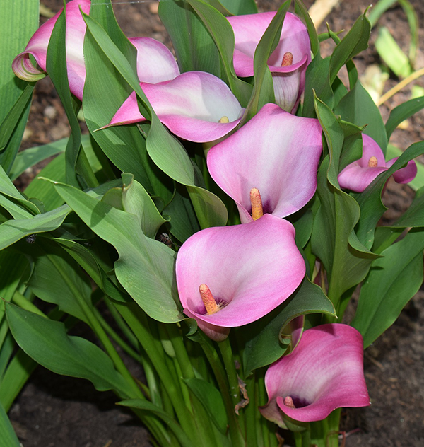 Pink Calla lilies for Mother's day 