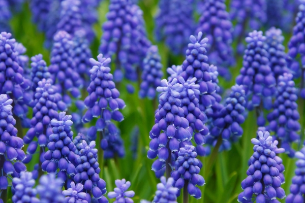 Field of blue Muscari flowers advertised in Spoken Garden's Muscari Grape plant profile.