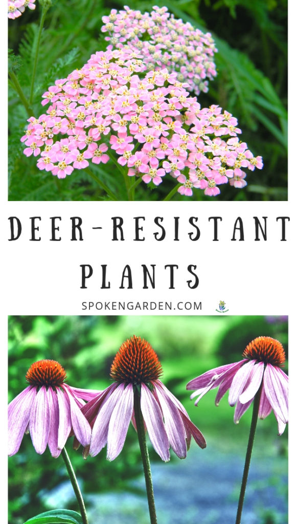 Yarrow and Coneflower with text overlay in Spoken Garden's podcast advertisement