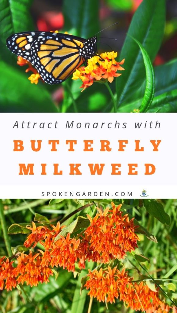 Monarch butterfly and milkweed with text overlay in Spoken Garden's podcast advertisement