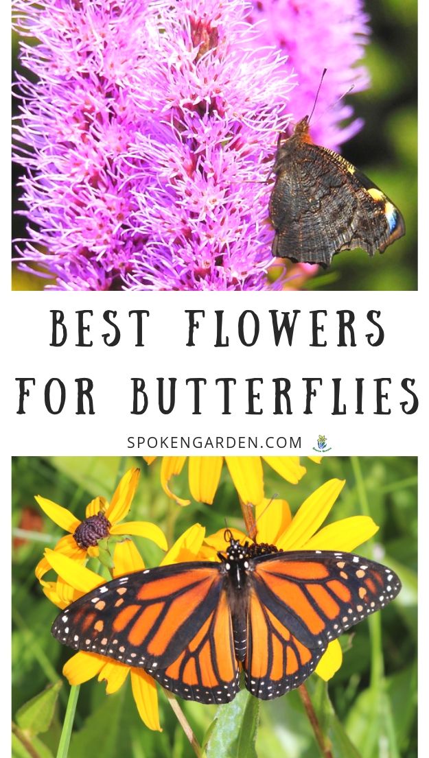 Liatris and Black-Eyed Susan with butterflies with text overlay in Spoken Garden's podcast advertisement
