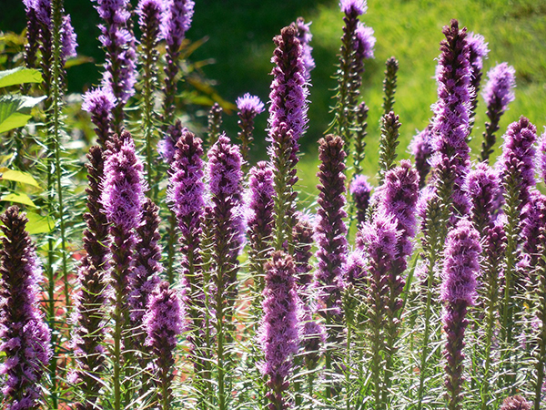 Purple Liatris spicata flowers