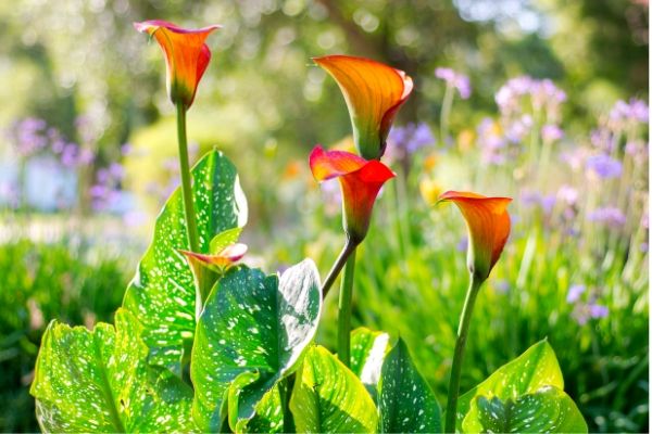 calla lily companion plants diy 91