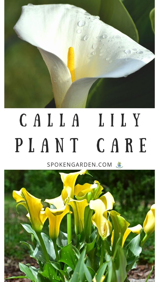 White and yellow Calla lilies and their care