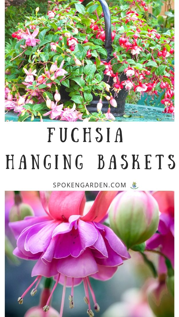 Pink, multi-colored Fuchsia hanging baskets in Spoken Garden's podcast advertisement