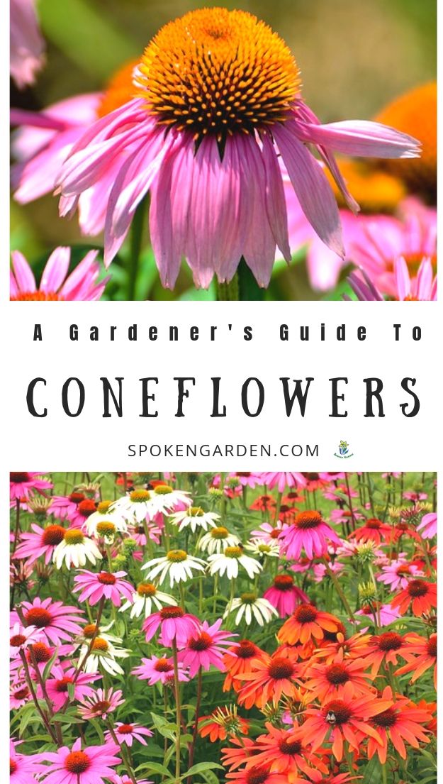 Coneflowers with text overlay advertised in Spoken Garden's plant profile post.