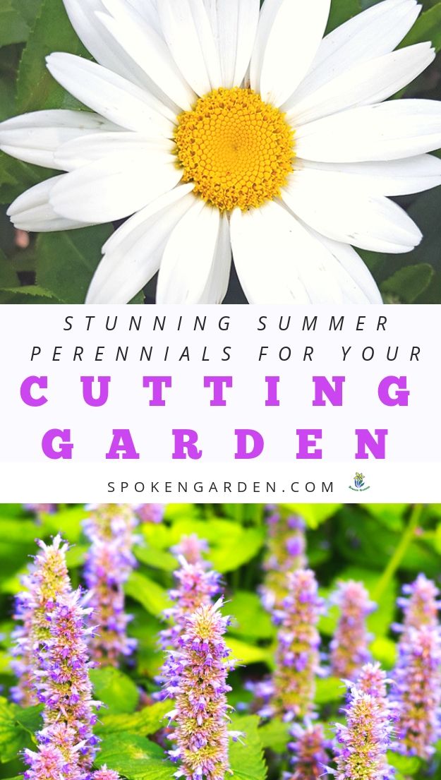 Shasta Daisy and Agastache for drought-tolerant gardens with text overlay