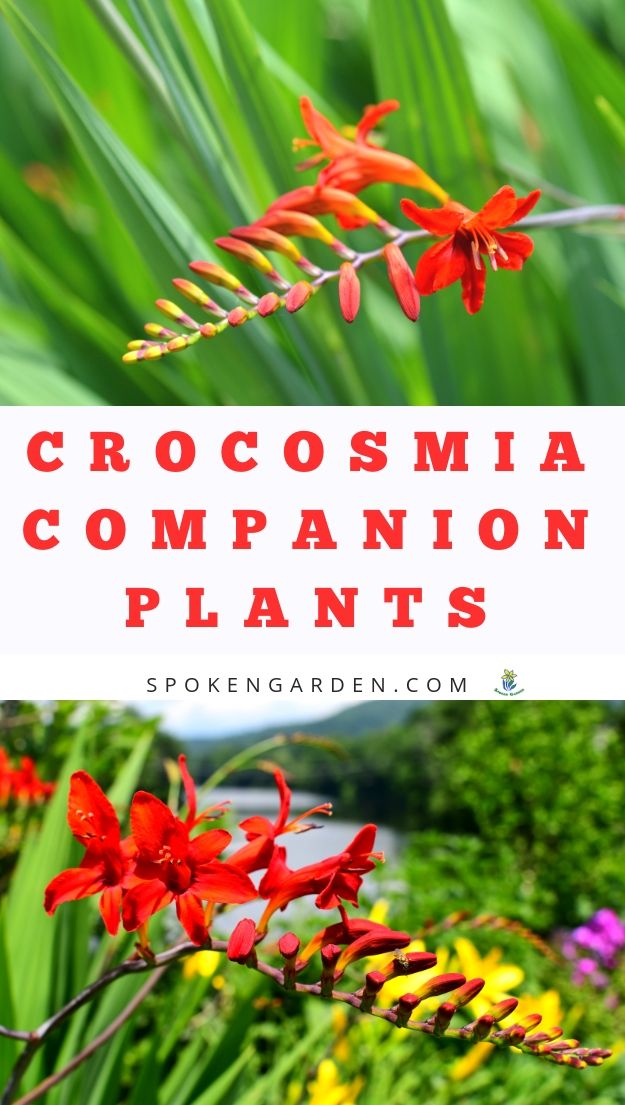 Crocosmia companion plants diy 92