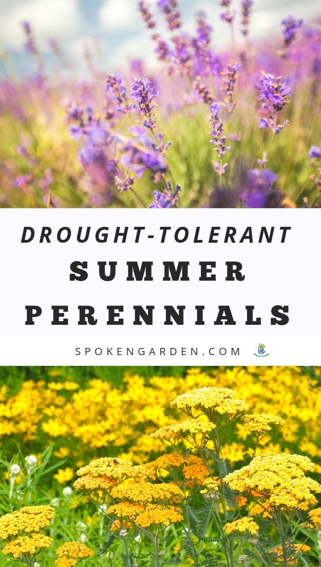 Lavender and Yarrow for drought-tolerant gardens with text overlay