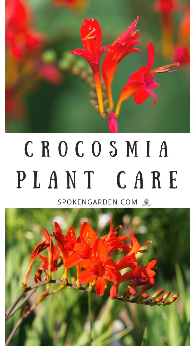 crocosmia plant care mini profile diy 92 1