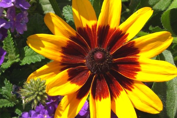 Black-eyed susan, a full sun perennial